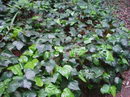 Canaries Ivy